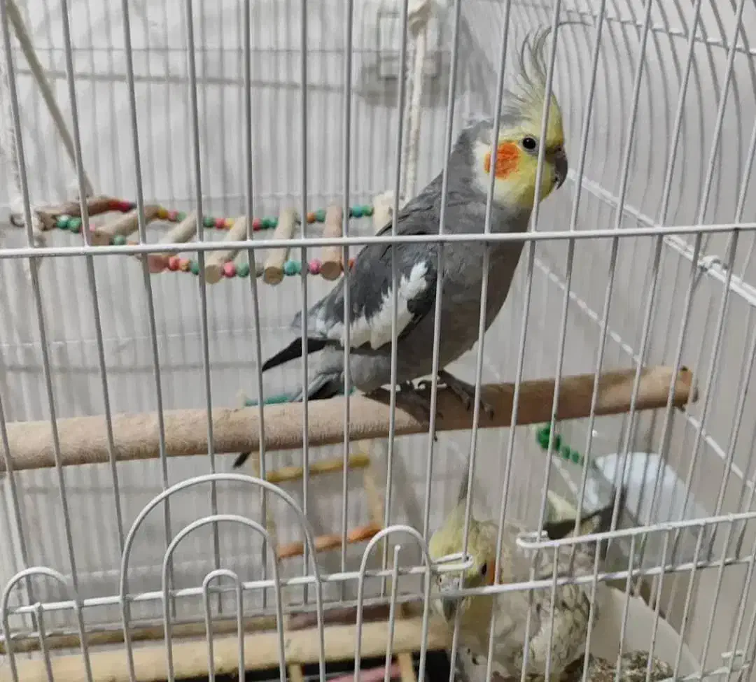 جفت عروس هلندی بالغ جوجه گرفتم معاوضه با قناری|پرنده|صدرا-فارس, فاز ۱|دیوار