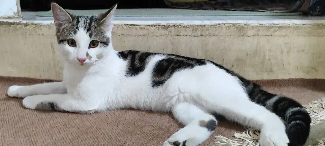 واگذاری گربه|گربه|قزوین, |دیوار