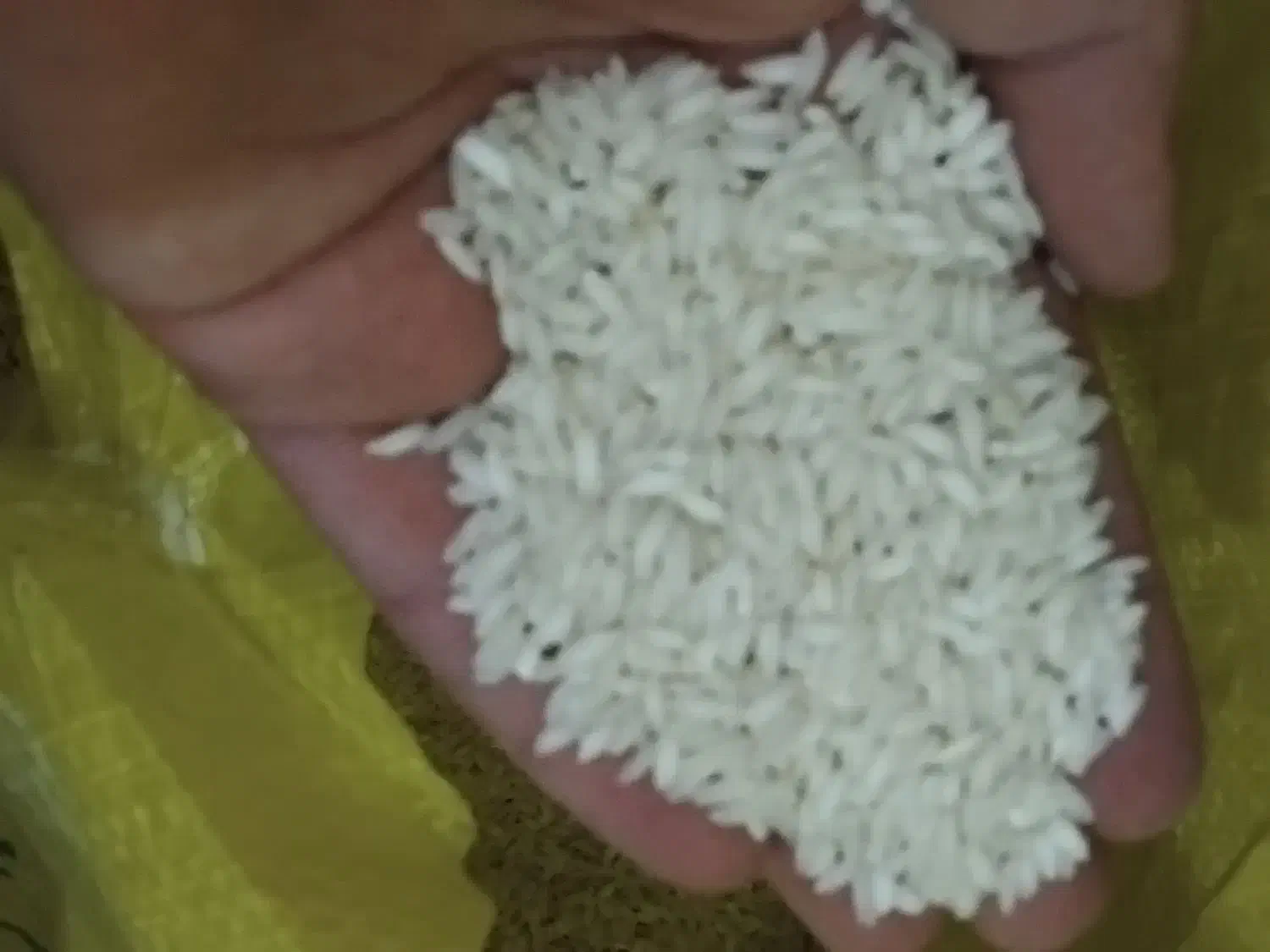 برنج عنبر بو محلی درجه یک|خوردنی و آشامیدنی|دورود, |دیوار