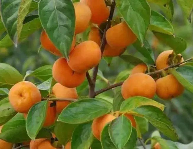 درخت خرمالو مهندس ذبیحی|عمدهفروشی|ری, ظهیرآباد|دیوار