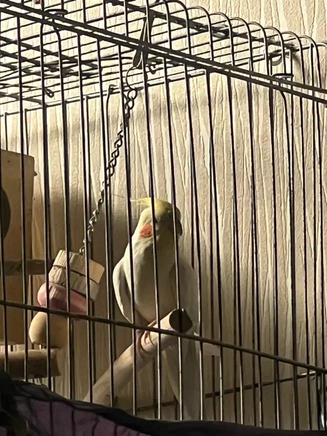 عروس هلندی لوتینو|پرنده|پاکدشت, پاکدشت (مامازند)|دیوار