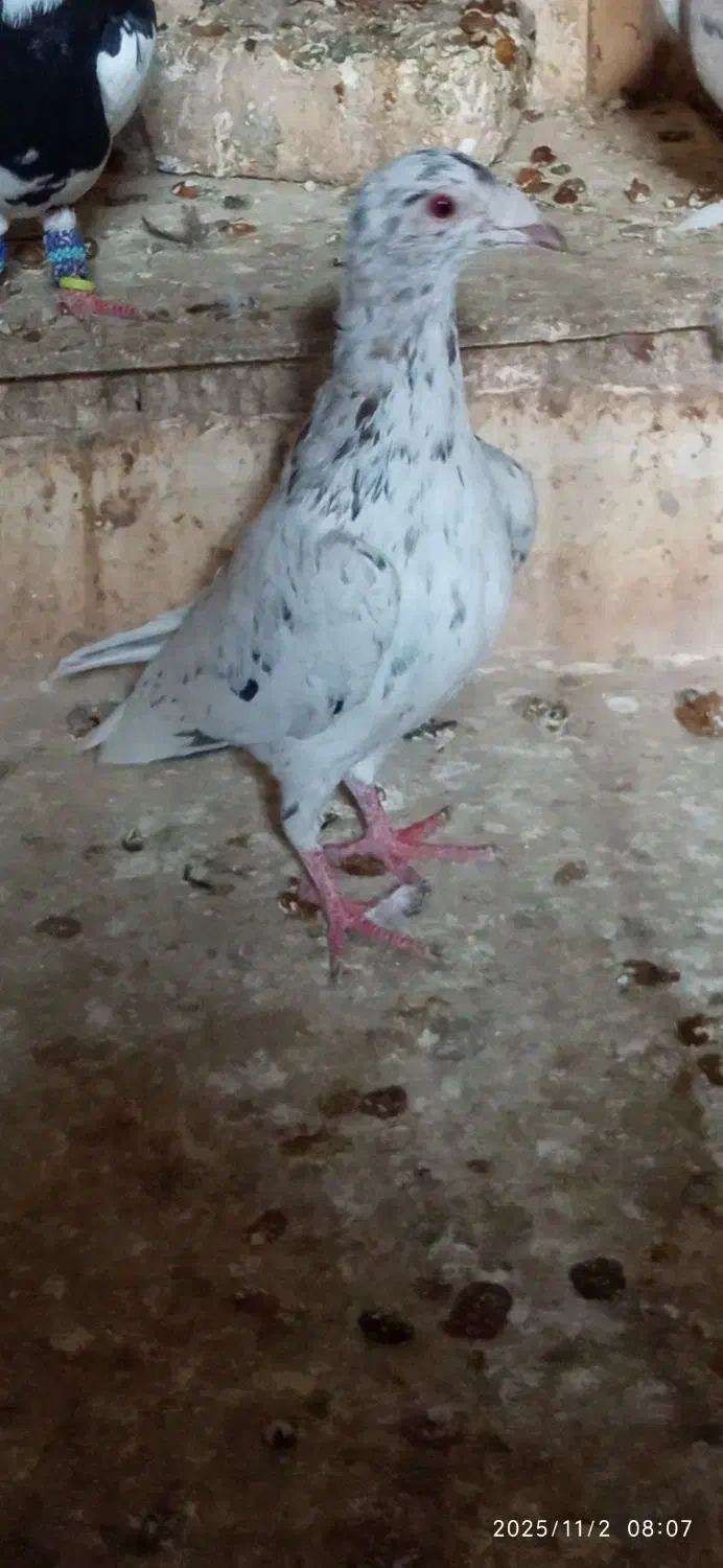 ۲کبوترنر|پرنده|ملکآباد, |دیوار