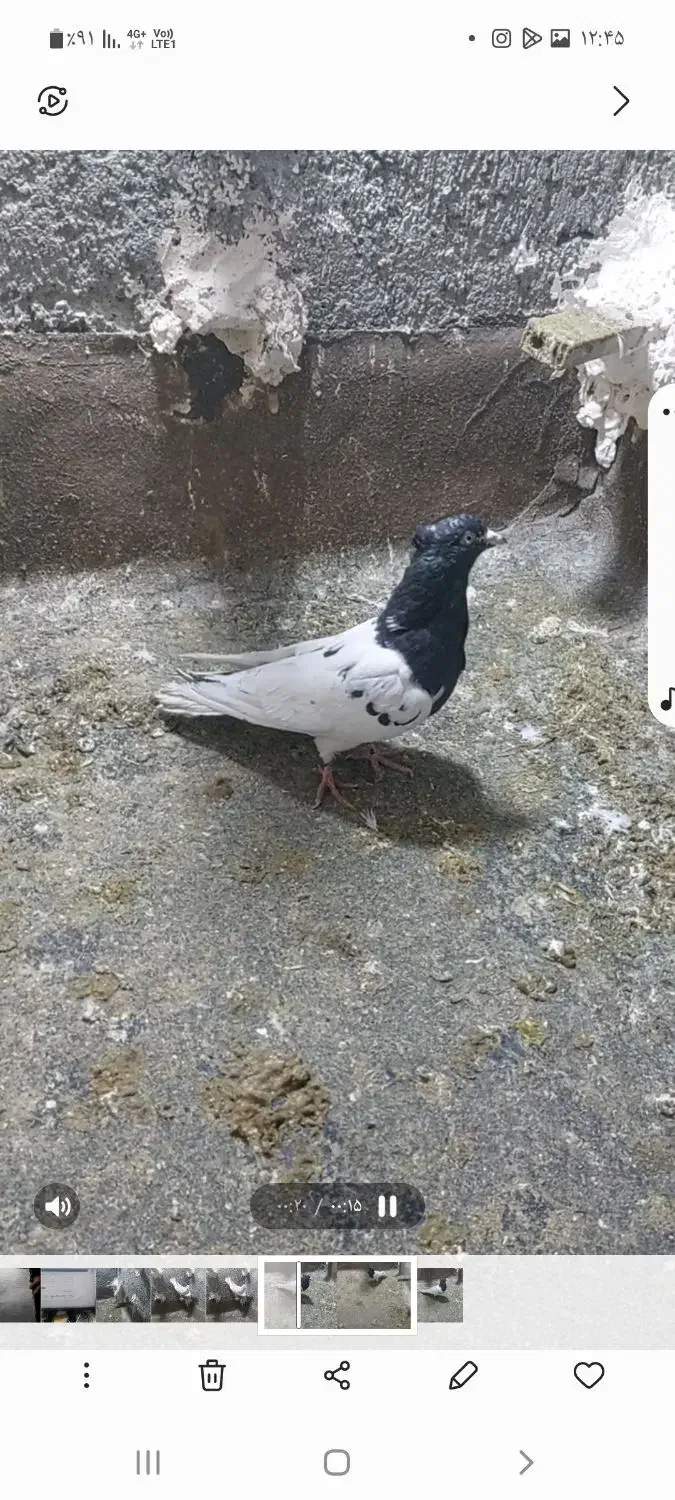 کفترکبوتر|پرنده|چناران, |دیوار