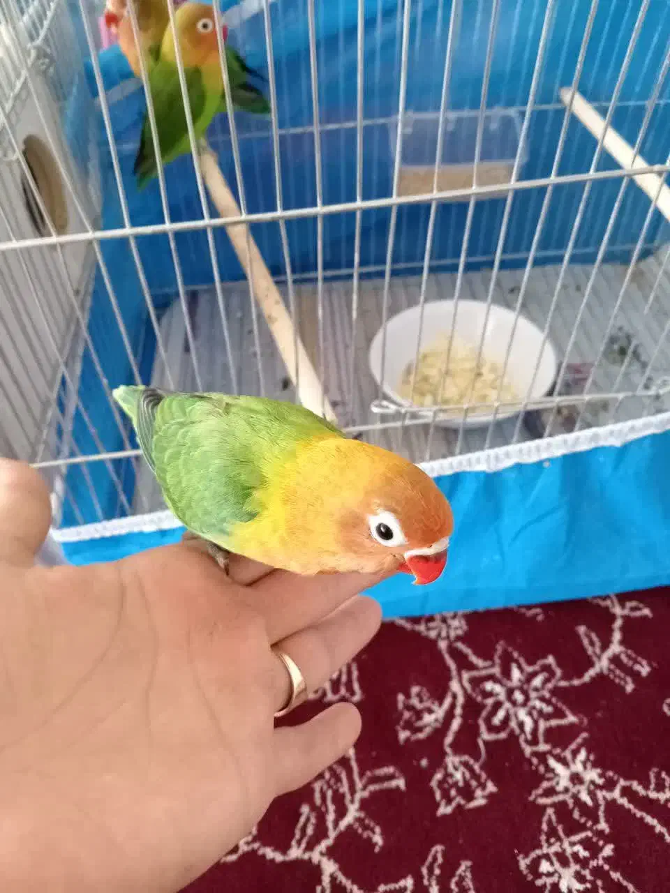 کوتوله برزیلی|پرنده|نجفآباد, سعدی|دیوار