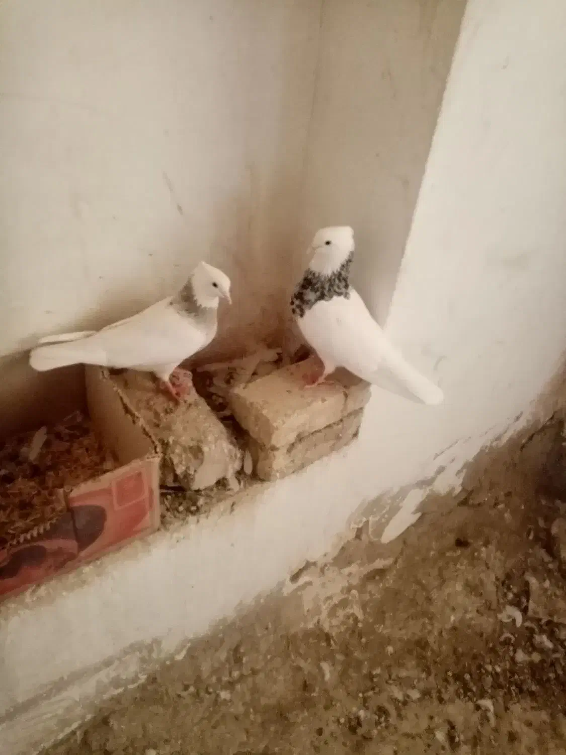 کبوتر طوقی|پرنده|سنقر, |دیوار