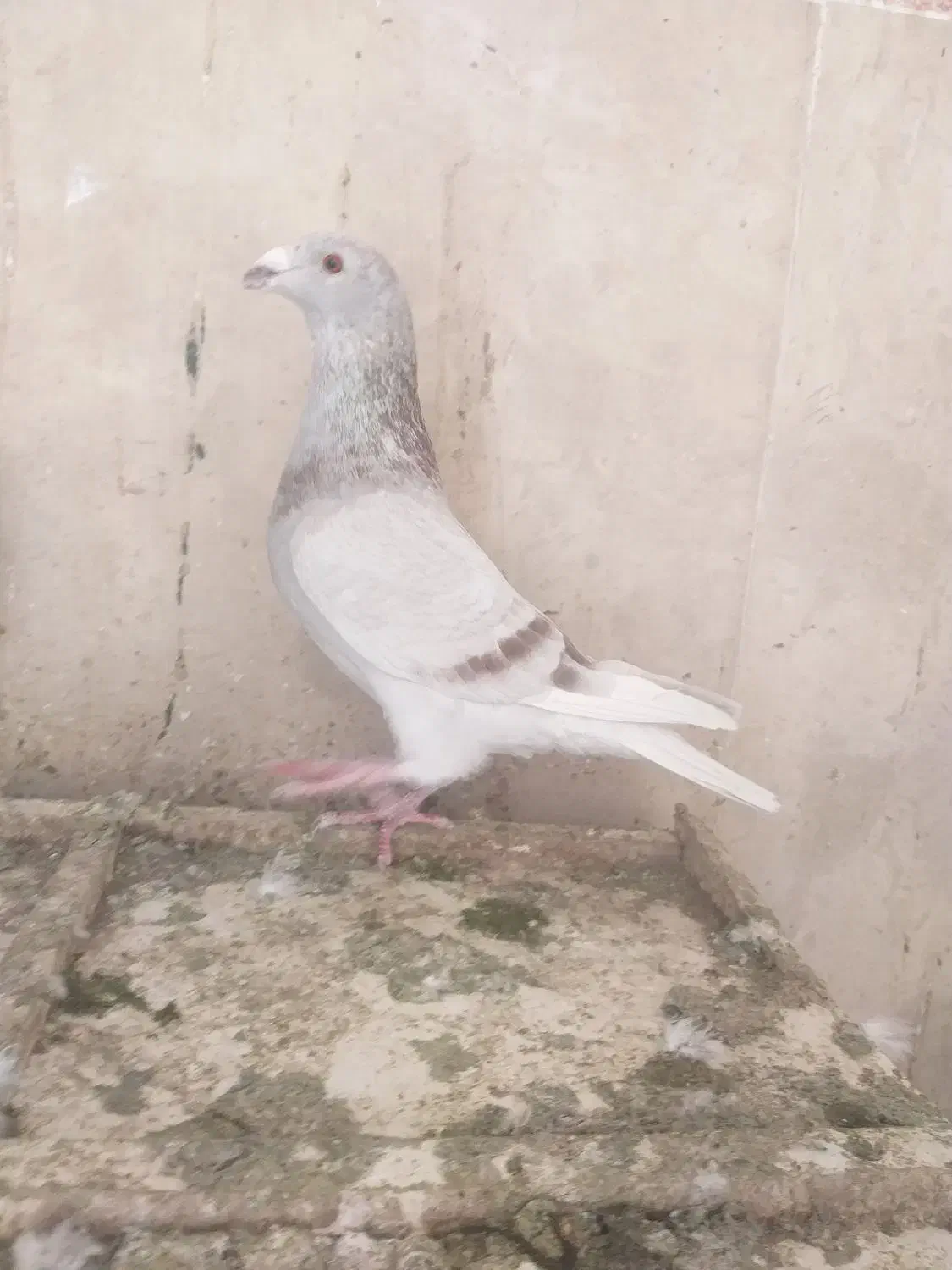 شوریسر|پرنده|گراش, |دیوار