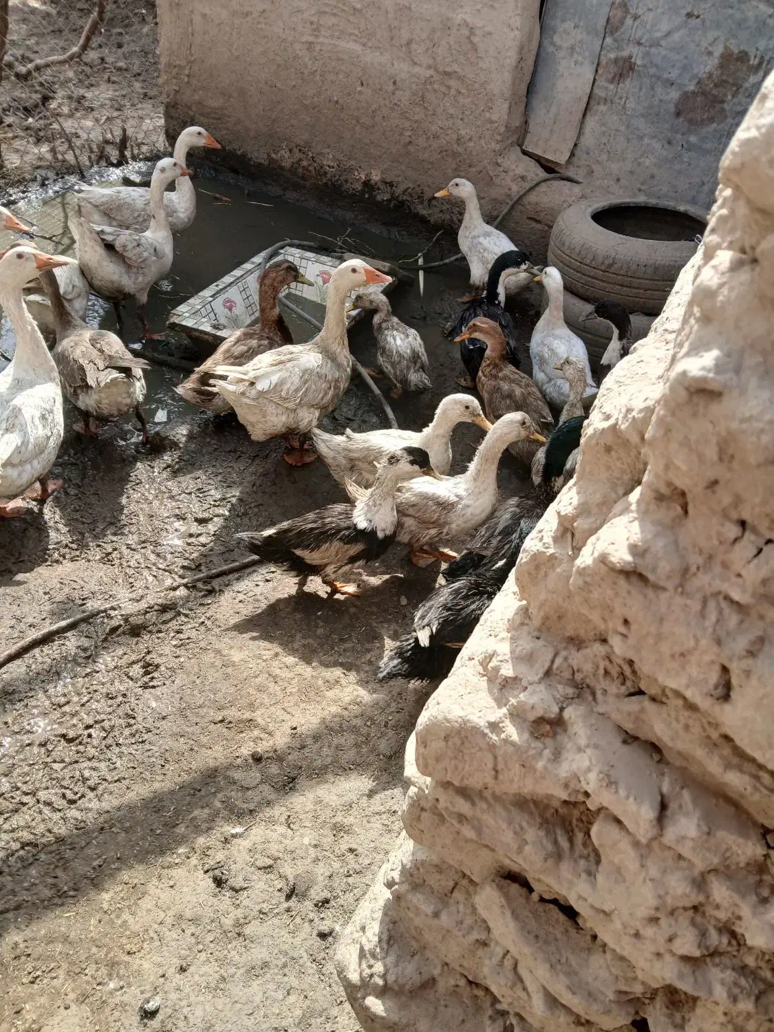 بوقلمون و اردک فروشی|حیوانات مزرعه|زابل, |دیوار