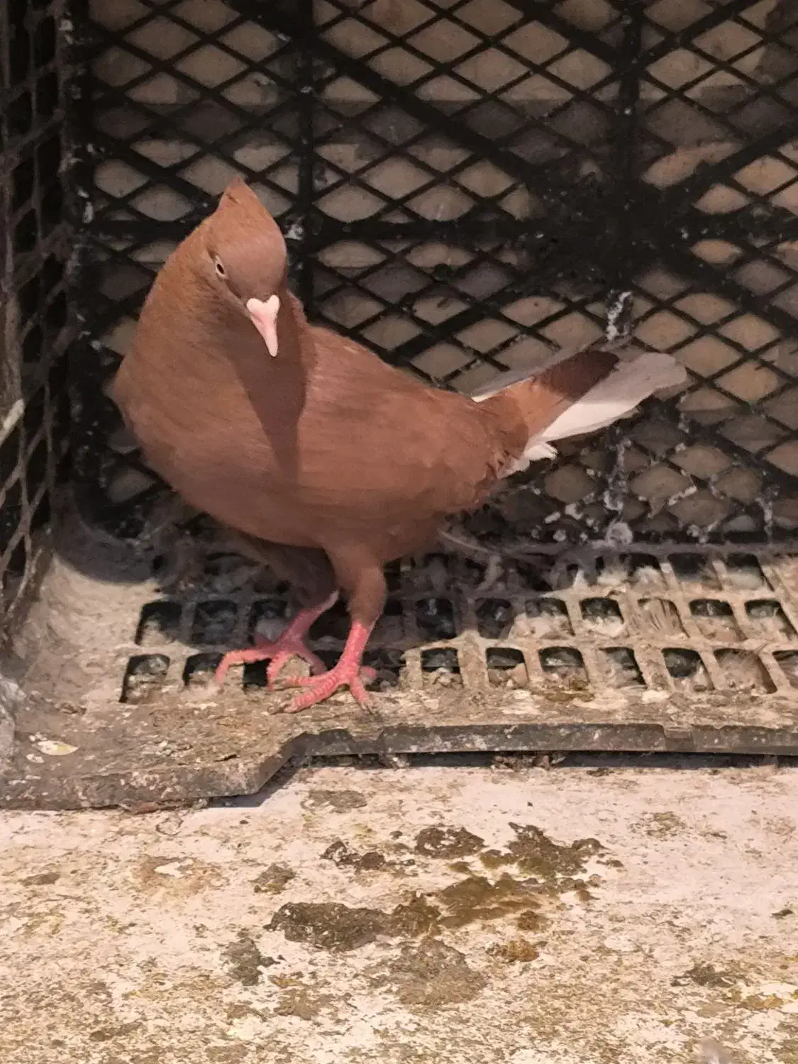 دم سفید|حیوانات|اهواز, حصیرآباد|دیوار