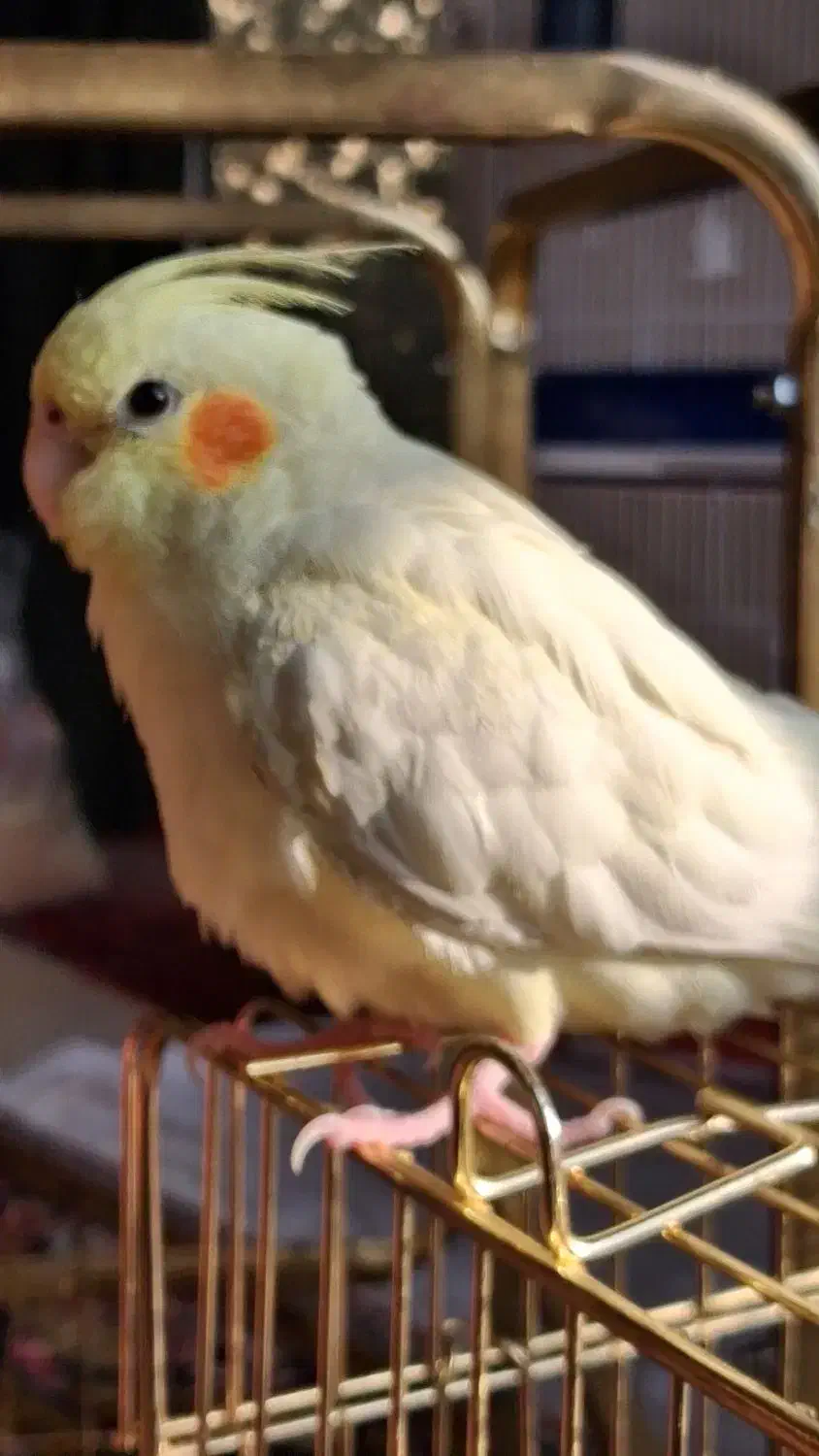 عروس هلندی ماده لوتینو|پرنده|تهران, شهرک نفت|دیوار