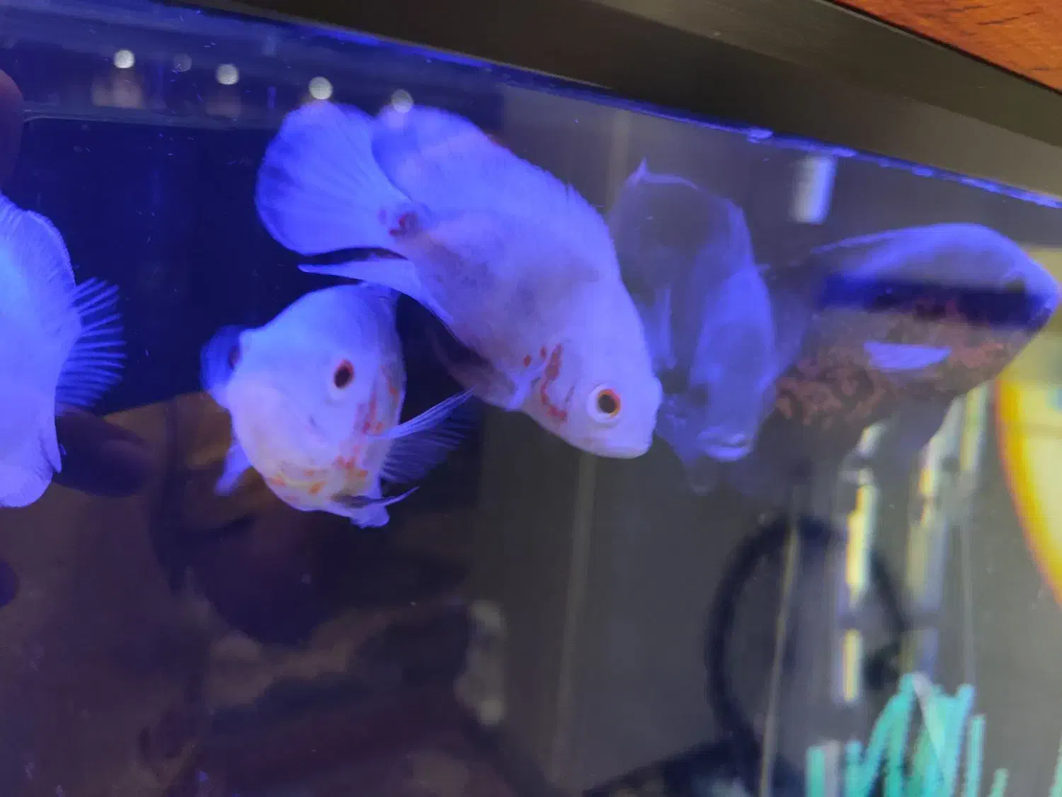 ماهی اسکار|ماهی|سقز, |دیوار