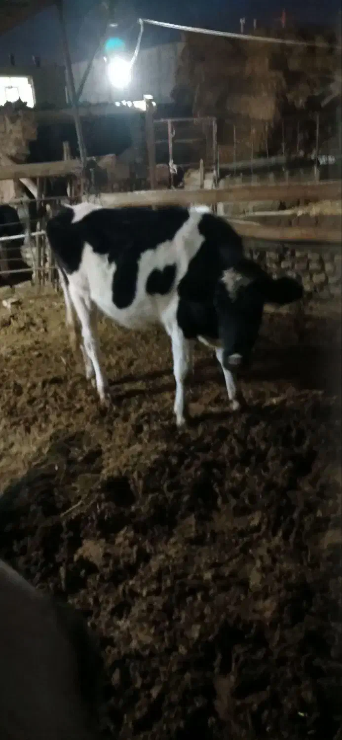 گوساله فروشی|حیوانات مزرعه|عطاملک, |دیوار