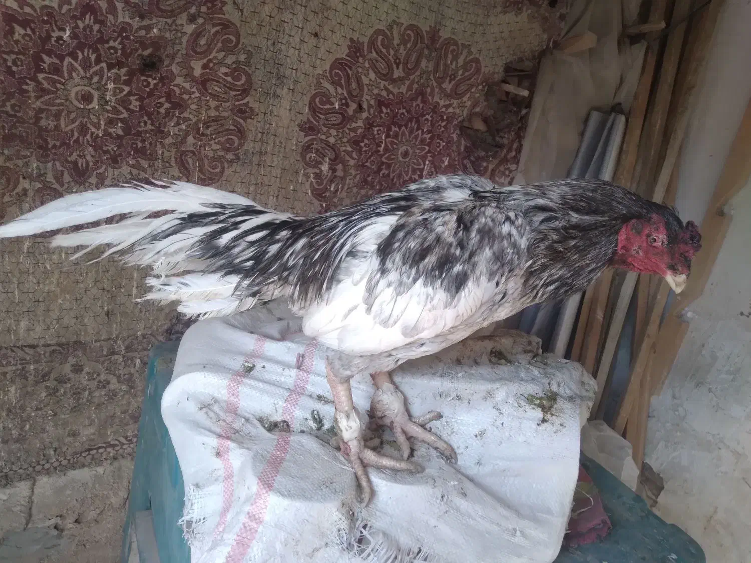 لاری نصل پاکستانی|حیوانات مزرعه|ری, حمزهآباد|دیوار