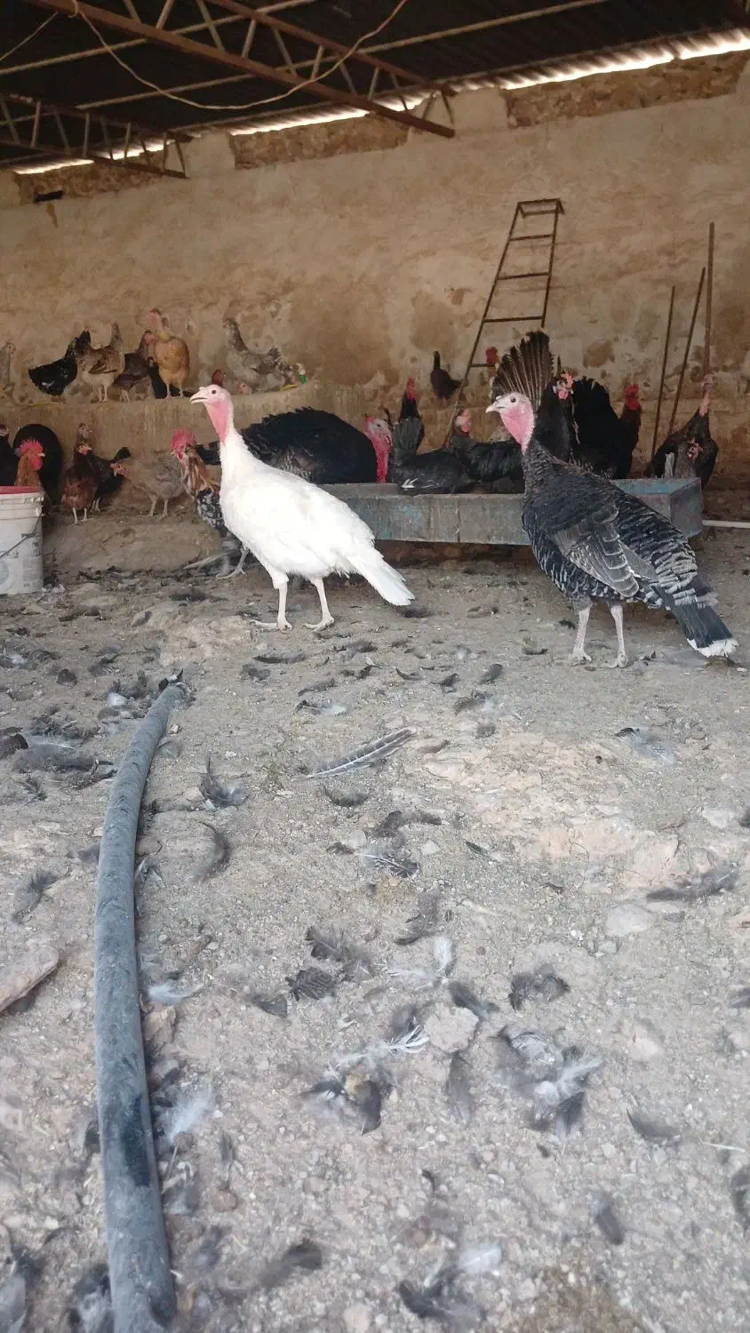 فروش جوجه بوقلمون4ماهه،وجوجه مرغ 2ماهه|حیوانات مزرعه|کازرون, |دیوار