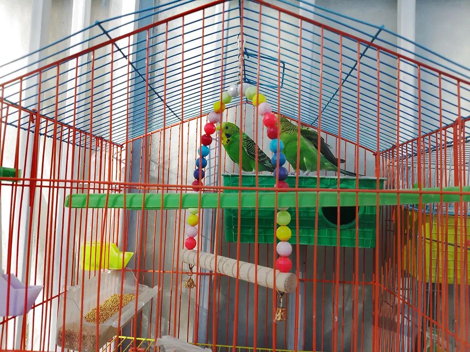 مرغ عشق|پرنده|ایرانشهر, |دیوار