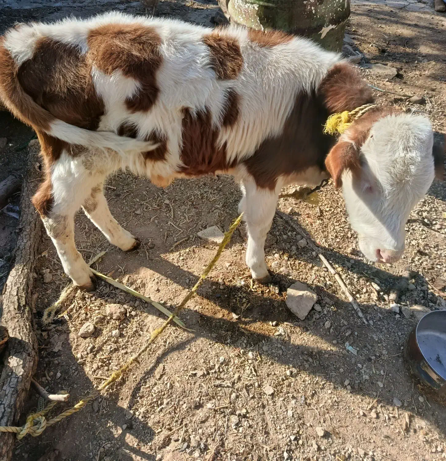 گوساله سیمینتال|حیوانات مزرعه|ویسیان, |دیوار