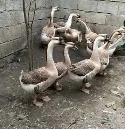 ۶ عدد غاز بفروش میرسد|حیوانات مزرعه|قره قوین, |دیوار