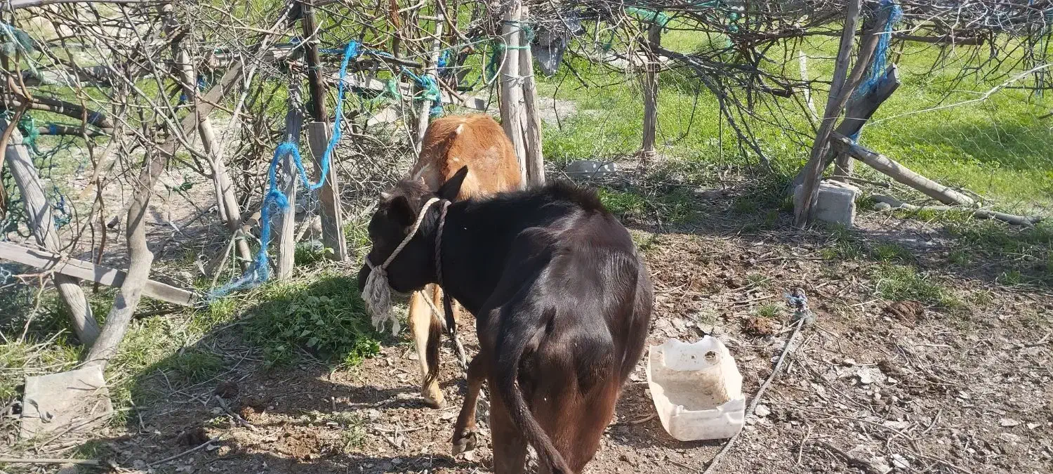 گوساله|حیوانات مزرعه|قشم, |دیوار