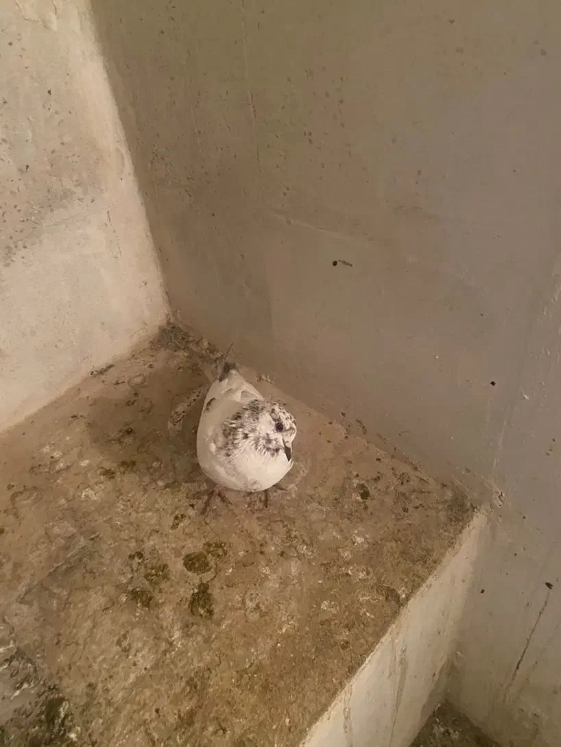 کبوتر|پرنده|دهگلان, |دیوار