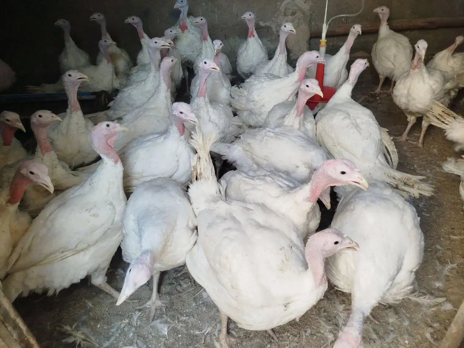 بوقلمون گوشتی کشتار|حیوانات مزرعه|قاسم‌آباد (خواف), |دیوار