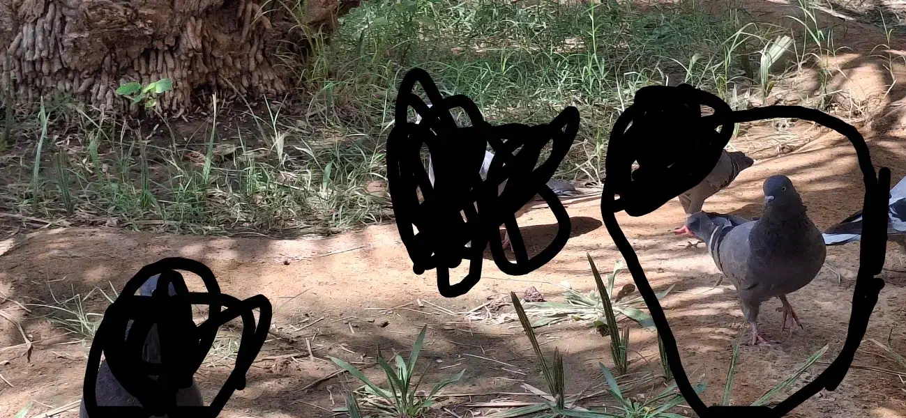 سبز ماده در حد کلافه|پرنده|ریگان, |دیوار