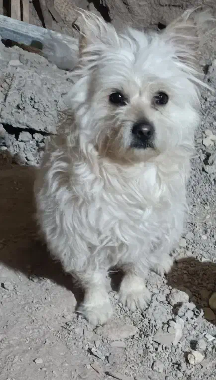 سگ خانگی|سگ|یزد, |دیوار