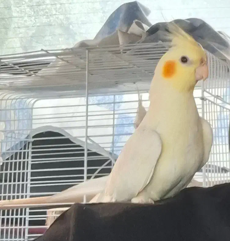 عروس هلندی گمشده|حیوانات|قم, ولیعصر|دیوار