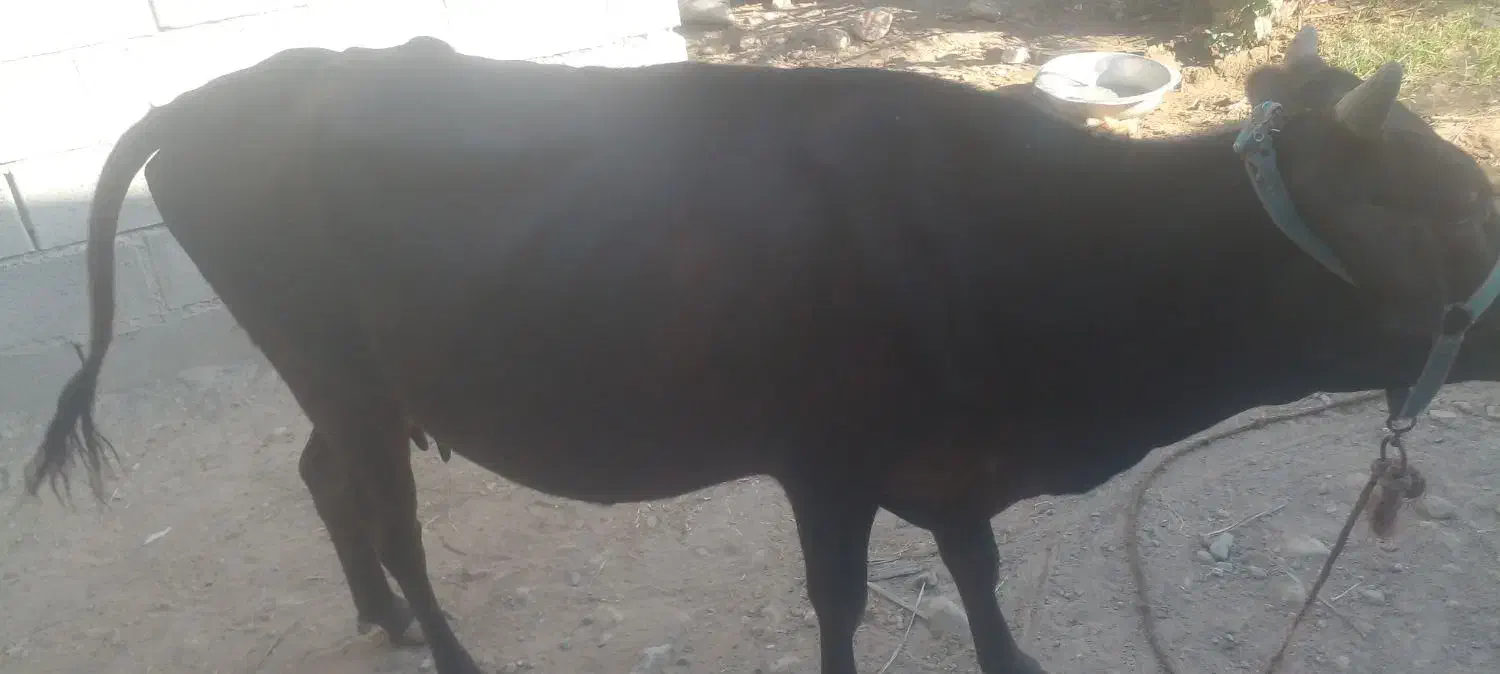 گاو گوساله ماده|حیوانات مزرعه|میناب, |دیوار