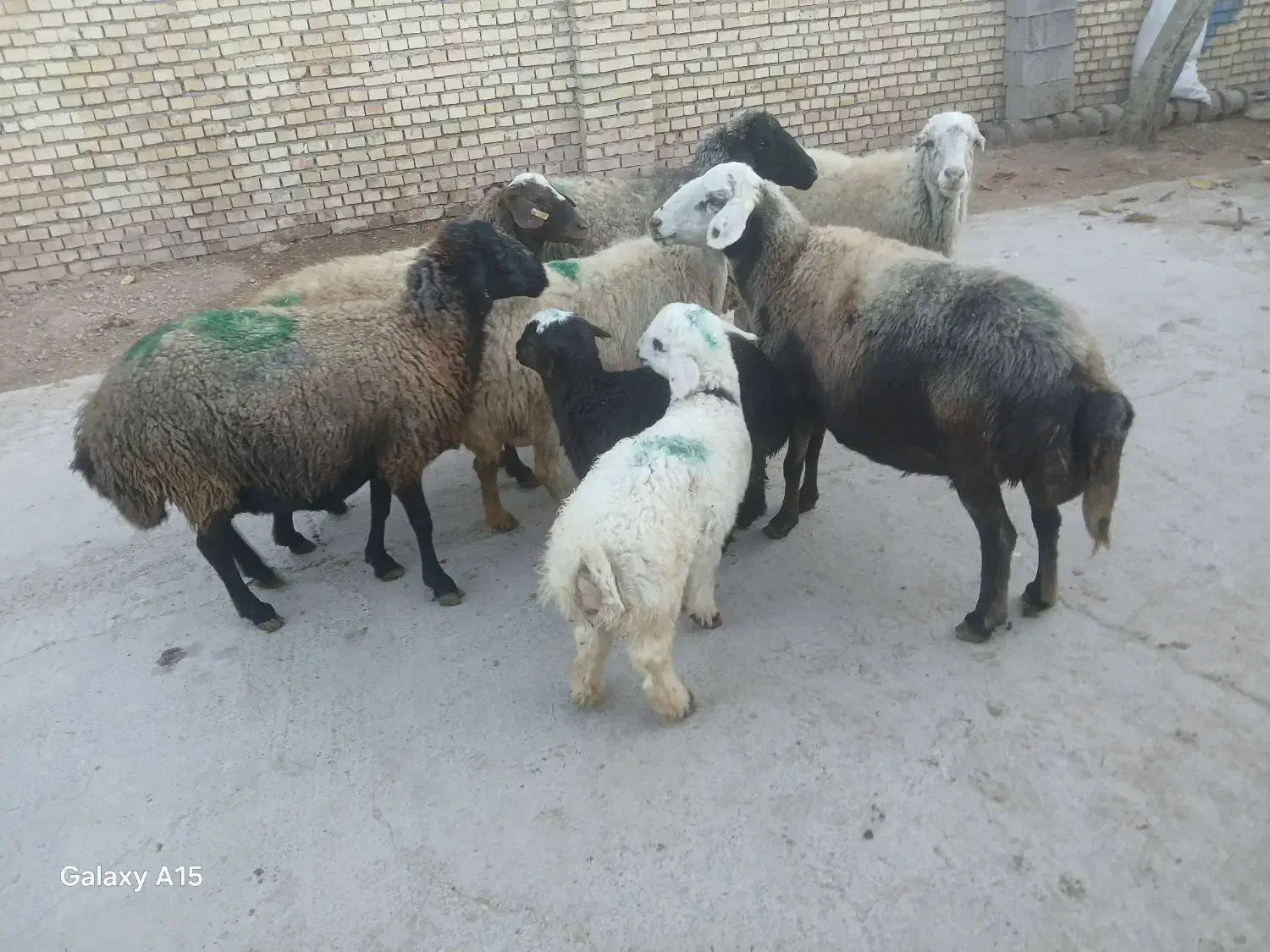 میش داشتی|حیوانات مزرعه|خانمیرزا, |دیوار