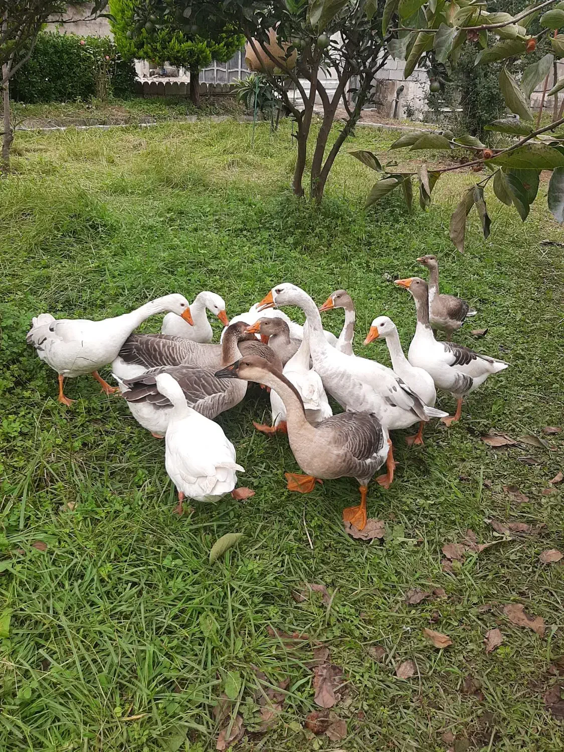 غاز محلی و قو غاز|حیوانات مزرعه|رضوانشهر, |دیوار