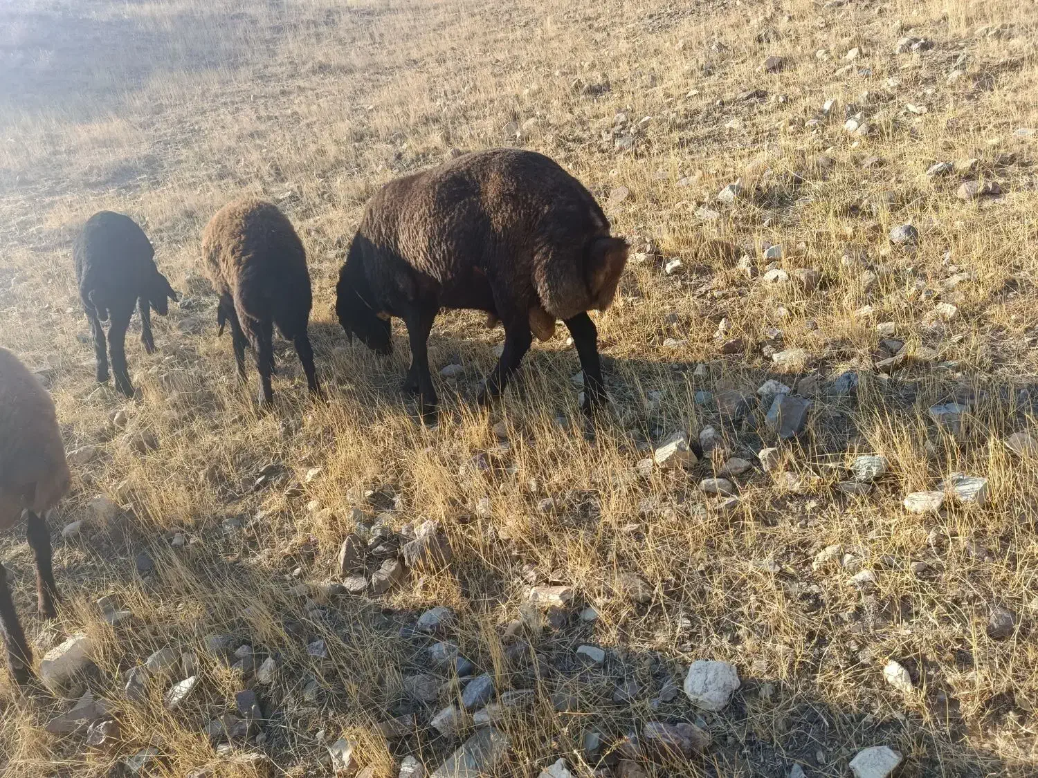 قوچ یک ساله همو|حیوانات مزرعه|ماهنشان, |دیوار