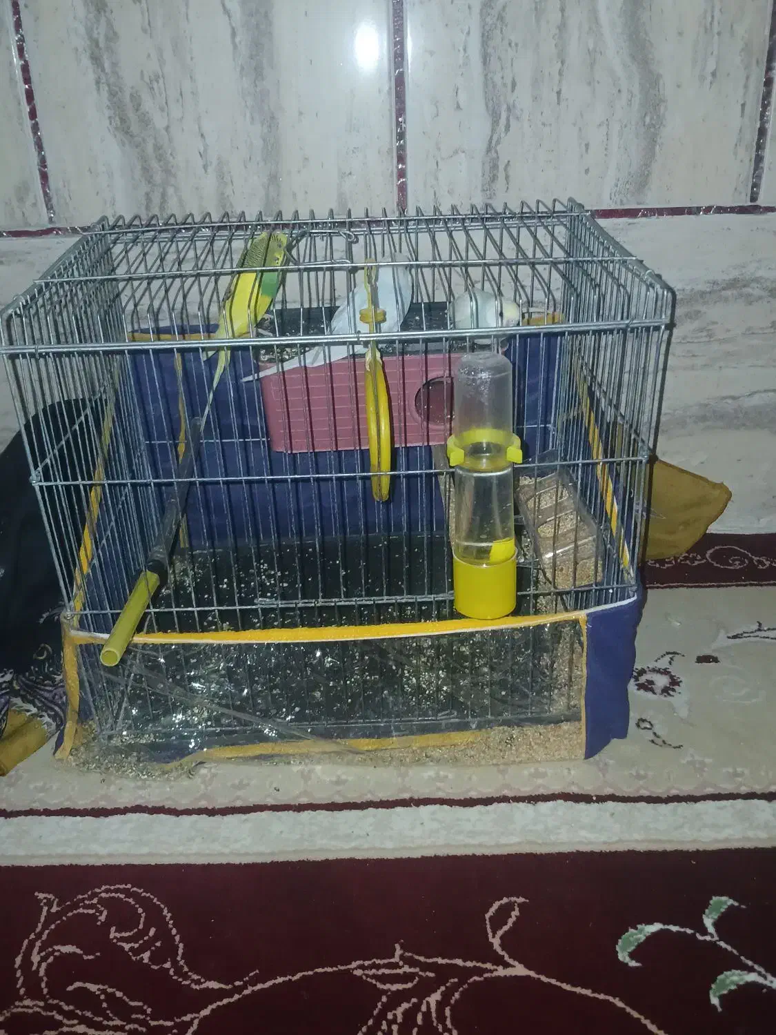 مرغ عشق|پرنده|سیرجان, |دیوار