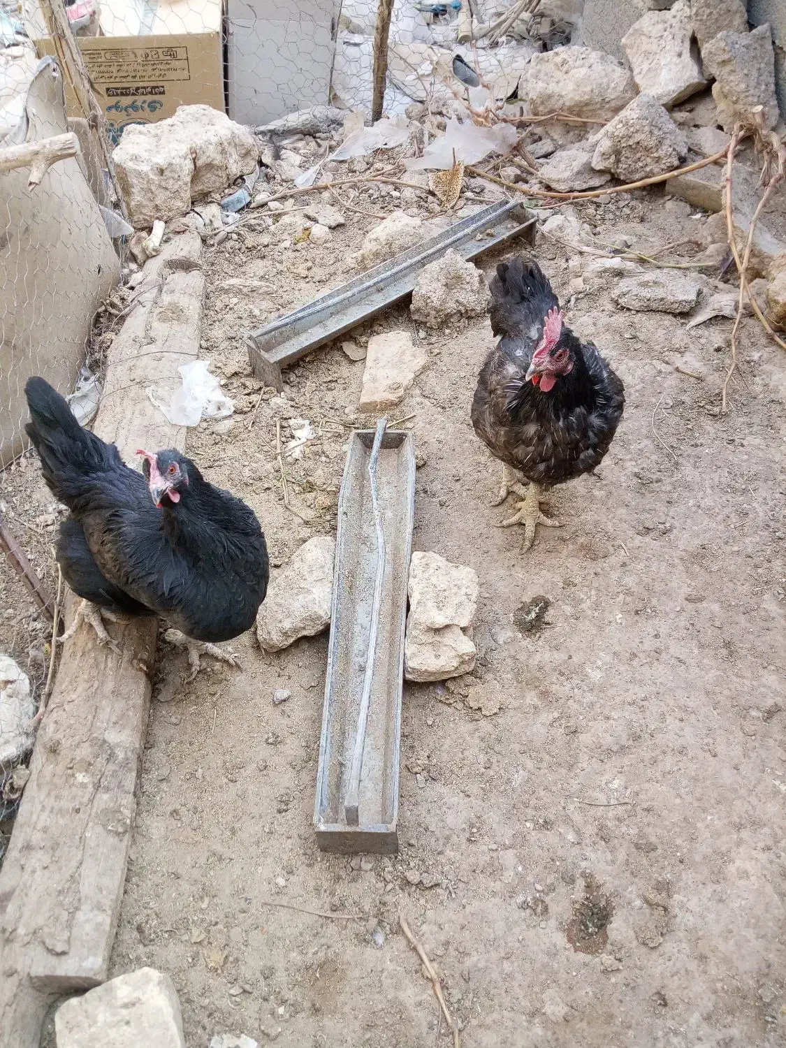 فروش مرغ سیاه برای قربانی و جوجه محلی|حیوانات مزرعه|خرم بید, |دیوار