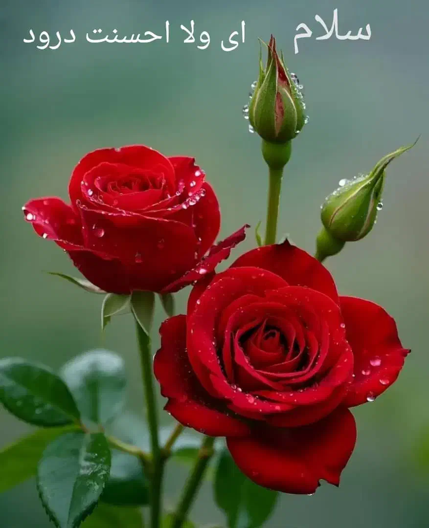 کارت ملی گم کردم|اشیا|بوشهر, |دیوار