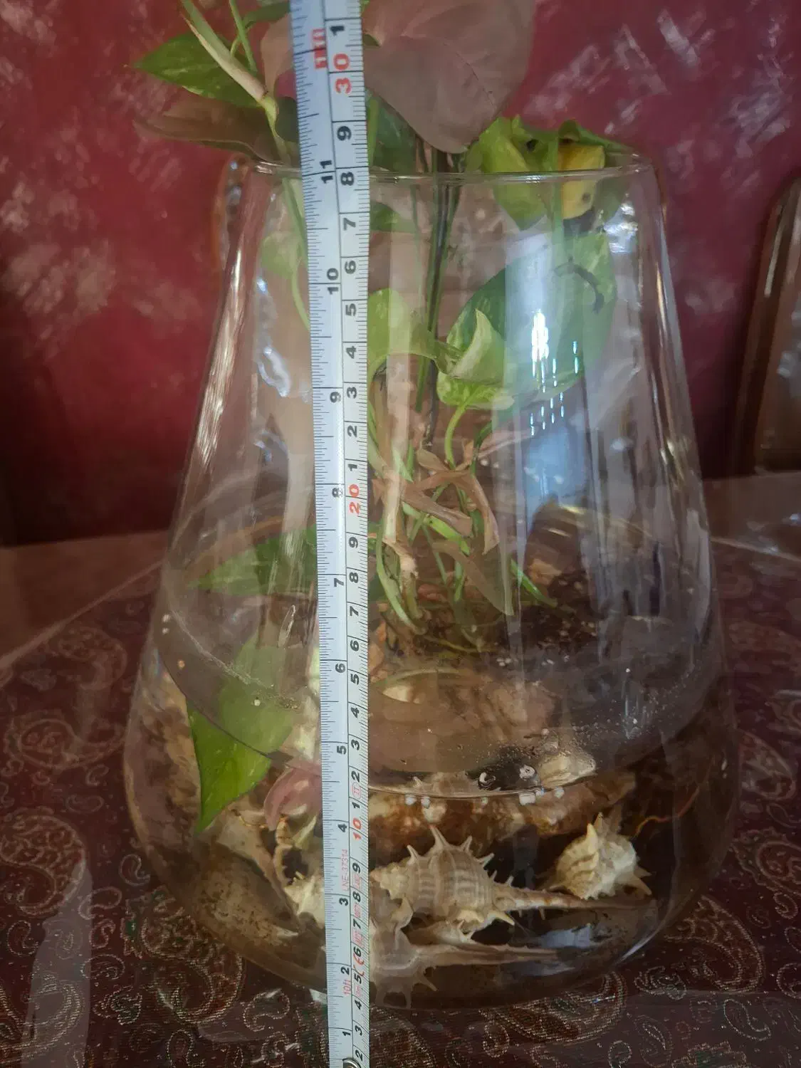 تراریوم|گل و گیاه طبیعی|تهران, سازمان برنامه جنوبی|دیوار