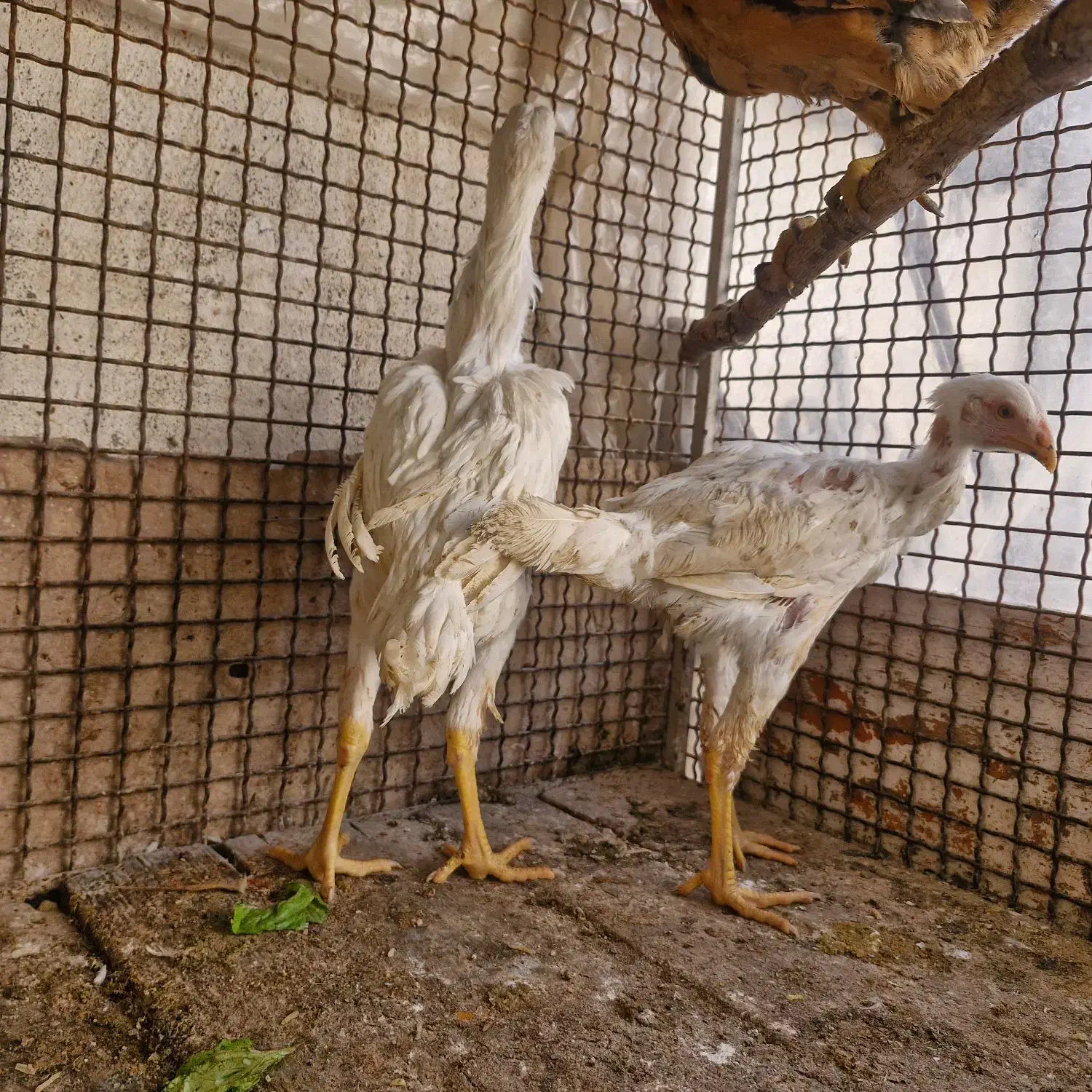 جوجه‌لاری‌|حیوانات مزرعه|کرمانشاه, |دیوار