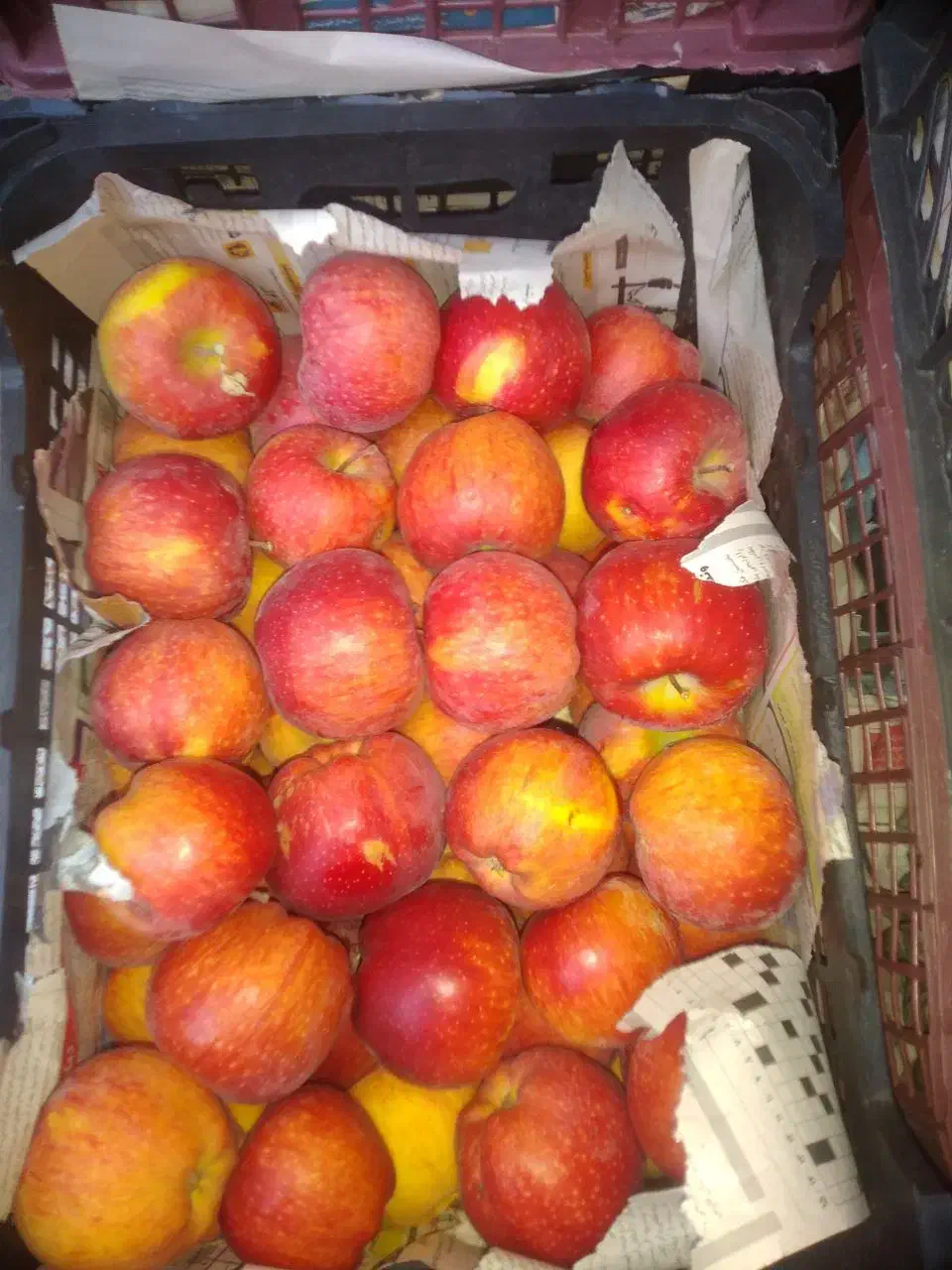 سیب درختی ارگانیک محلی|خوردنی و آشامیدنی|رباط‌کریم, رباط‌کریم|دیوار