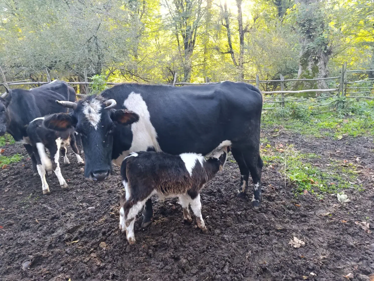 گاو و گوساله نر|حیوانات مزرعه|فاضل آباد, |دیوار