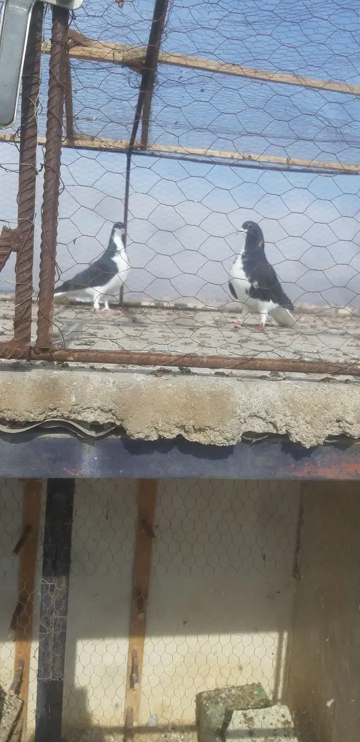 خوشرنگ سیاه نروماده|پرنده|لنجان, |دیوار