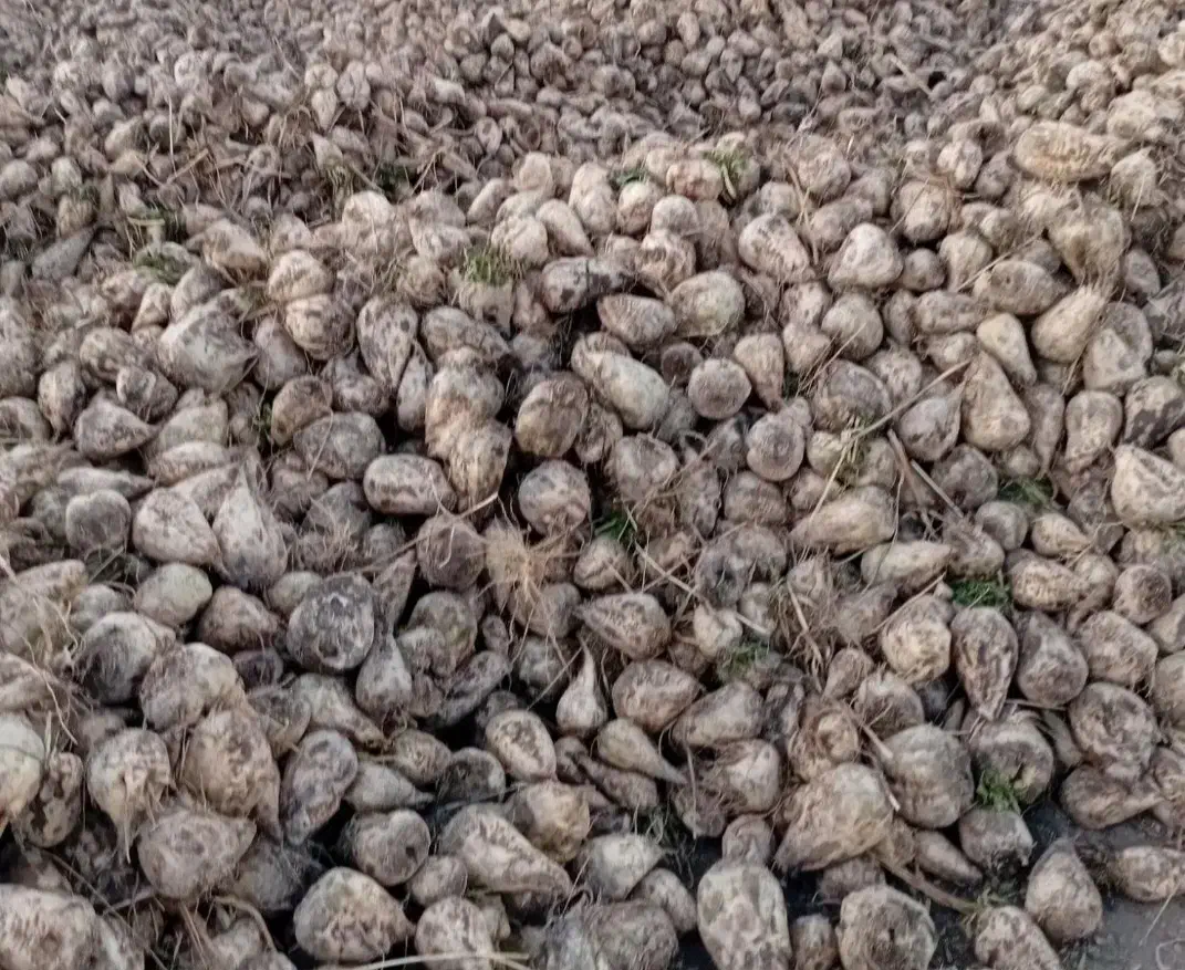 چغندر و تفاله چغندر|عمده‌فروشی|میاندوآب, |دیوار