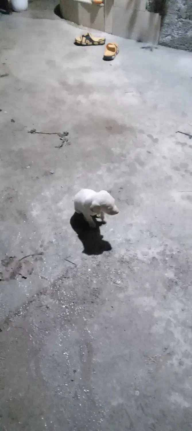 واگذاری چند عددطوله سگ|سگ|صومعه‌سرا, |دیوار