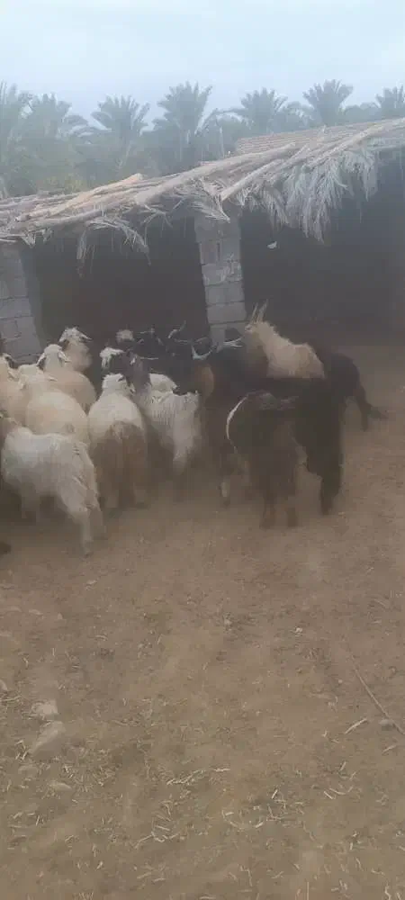 ۳۲راس کهره نر سبک|حیوانات مزرعه|فراشبند, |دیوار