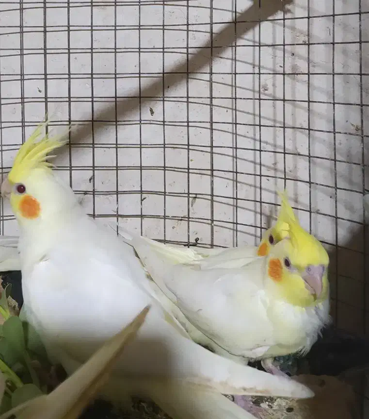 سربندر|پرنده|شادگان, |دیوار