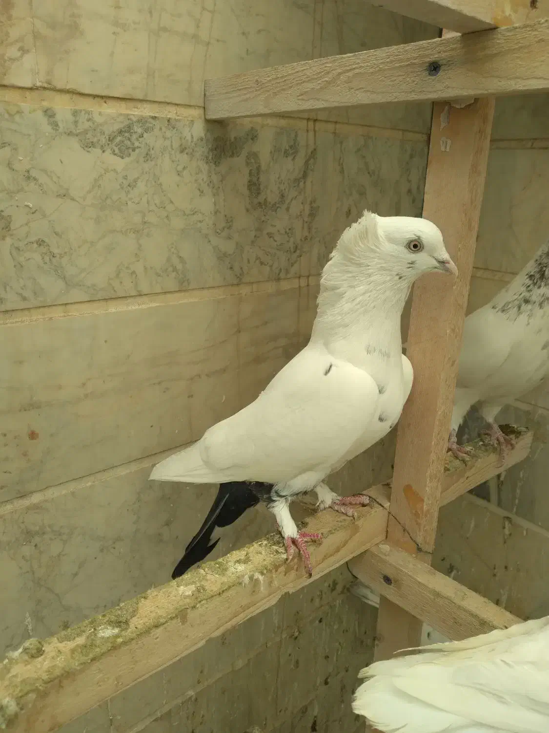 کفتر دم سیاه کاکلی نر|پرنده|اسلامشهر, شهرک توحید|دیوار