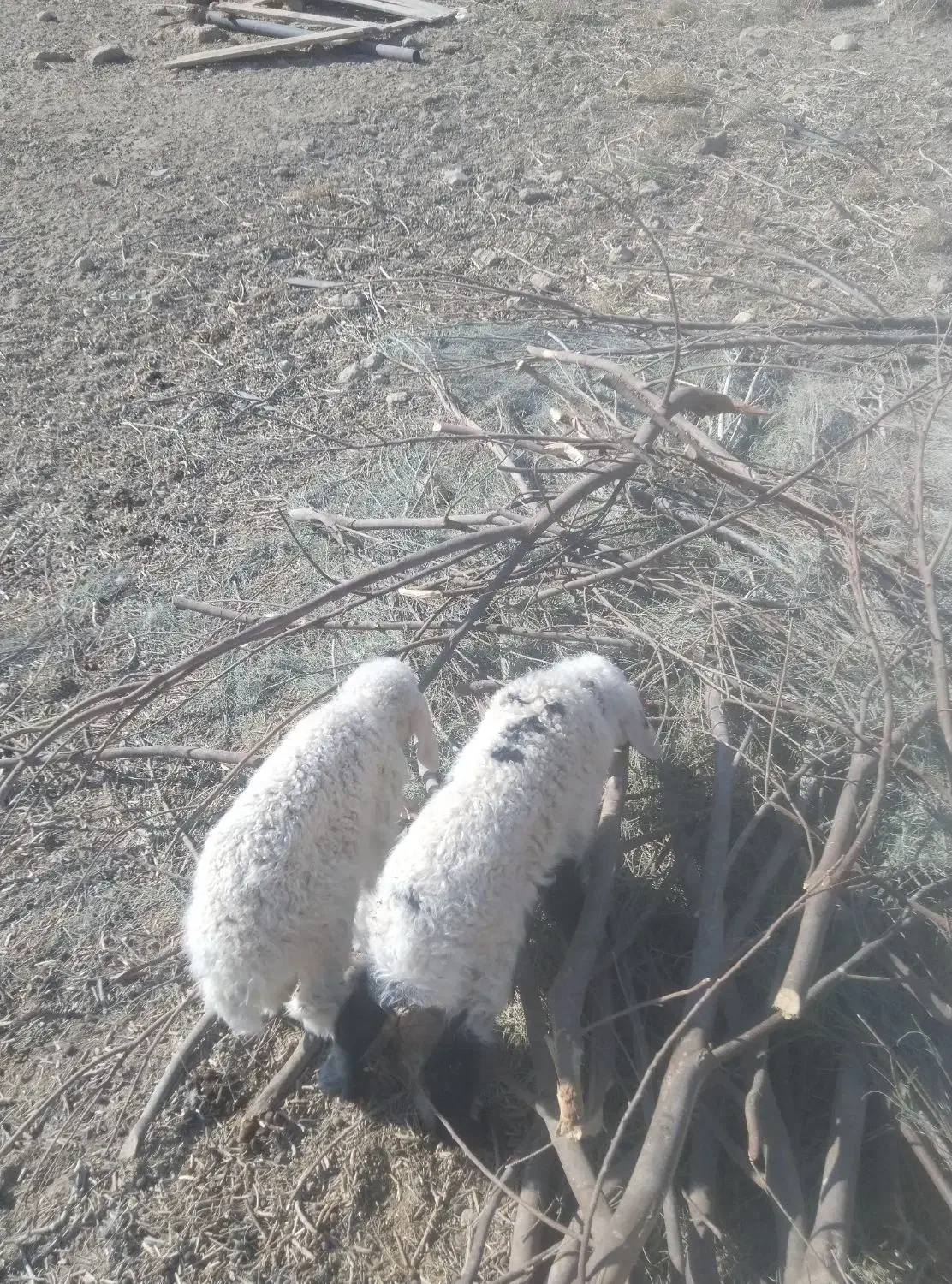 بزوگوسفند|حیوانات مزرعه|زهک, |دیوار