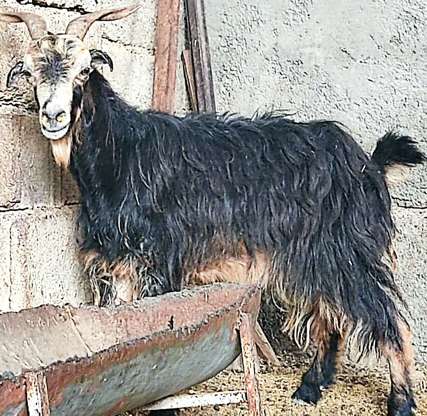 2بز، آبستن ،ترکی در وحدتیه|حیوانات مزرعه|وحدتیه, |دیوار