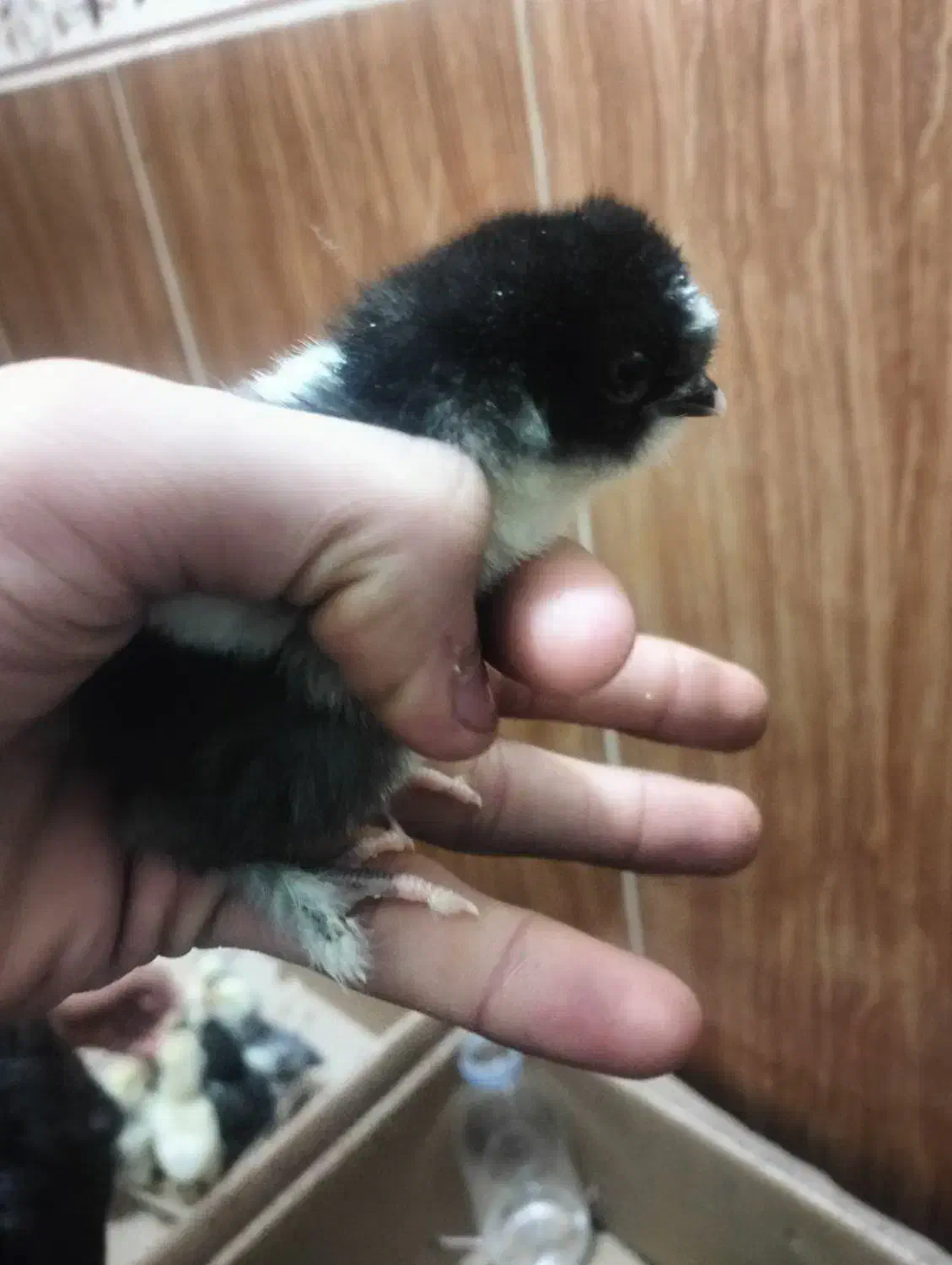 جوجه کوشین پاپر|حیوانات مزرعه|پاکدشت, خاتون آباد|دیوار