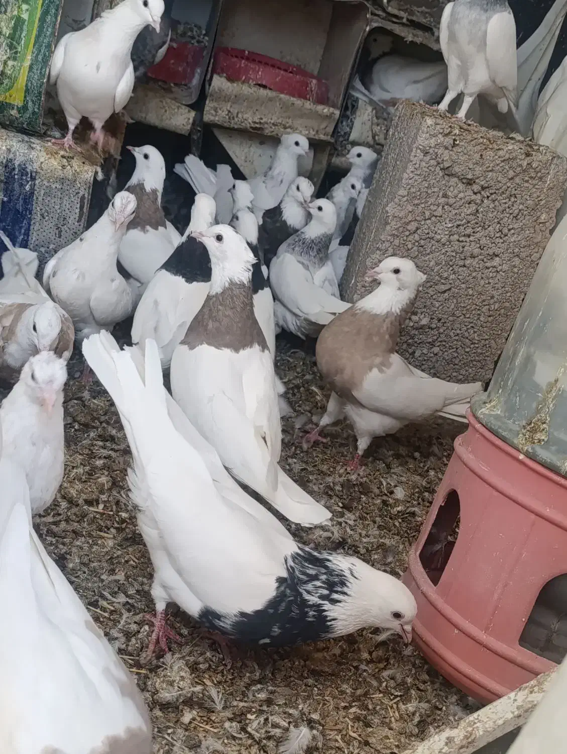 کبوتر طوقی|پرنده|کوهبنان, |دیوار