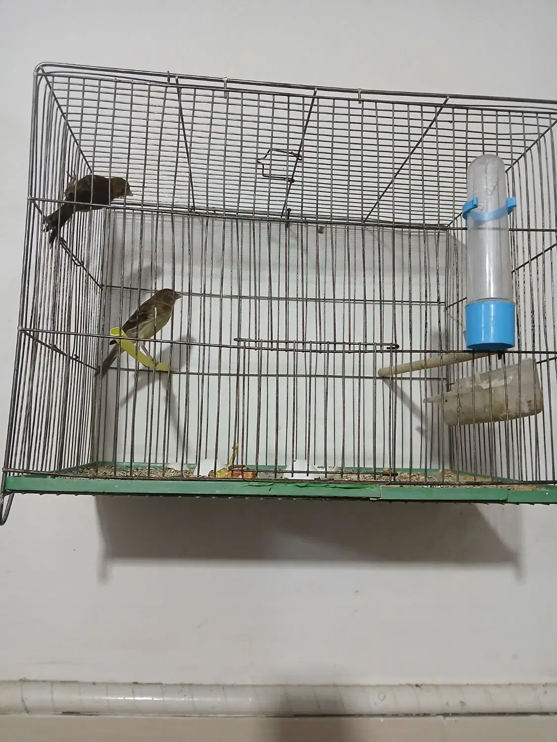 پرنده|پرنده|اسدآباد, |دیوار