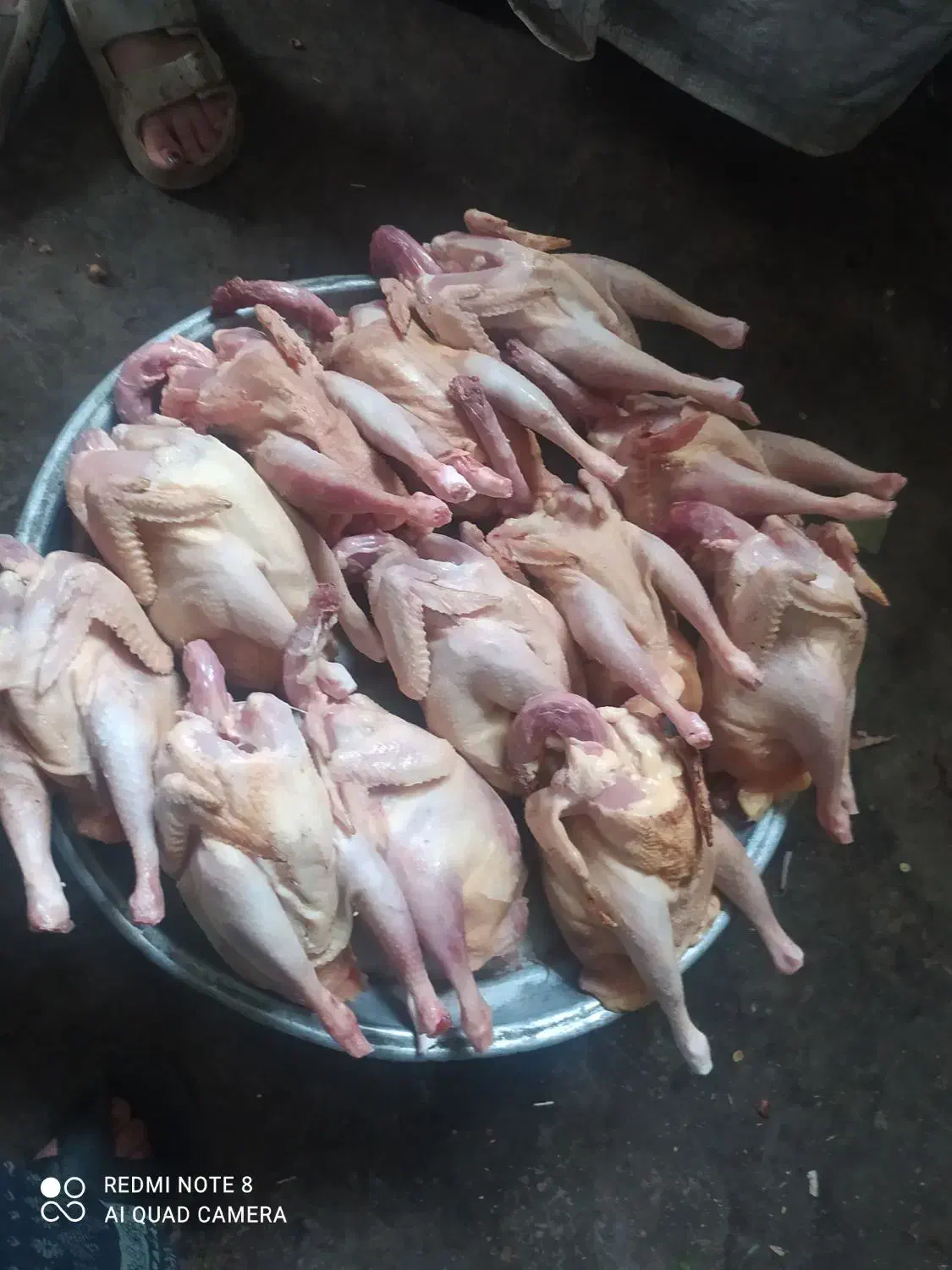 مرغ و خروس و بوقلمون محلی|خوردنی و آشامیدنی|رشت, بازار|دیوار