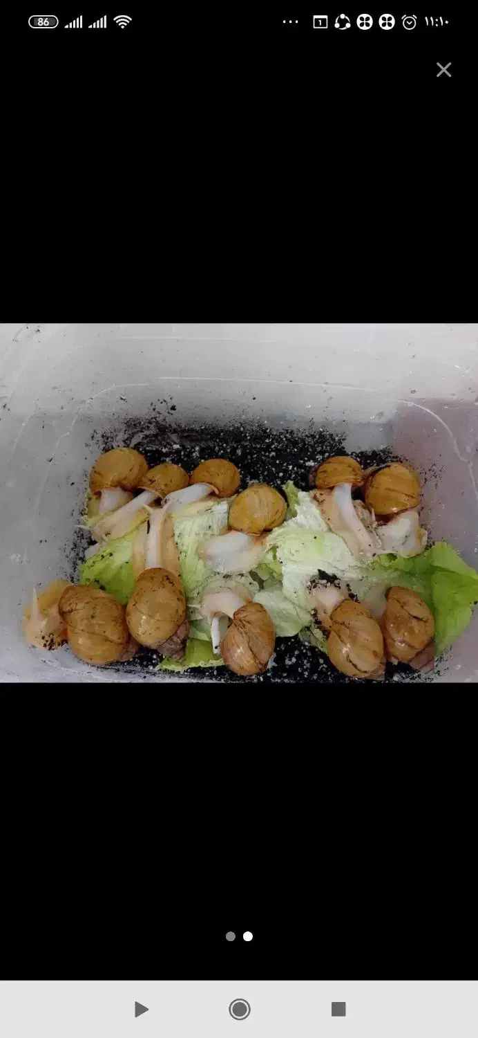 حلزون|خزنده|اراک, |دیوار